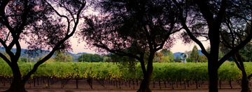 Unwritten Wines