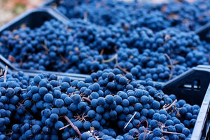 Wine Harvest | What to Expect