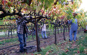 Blackbird Vineyards